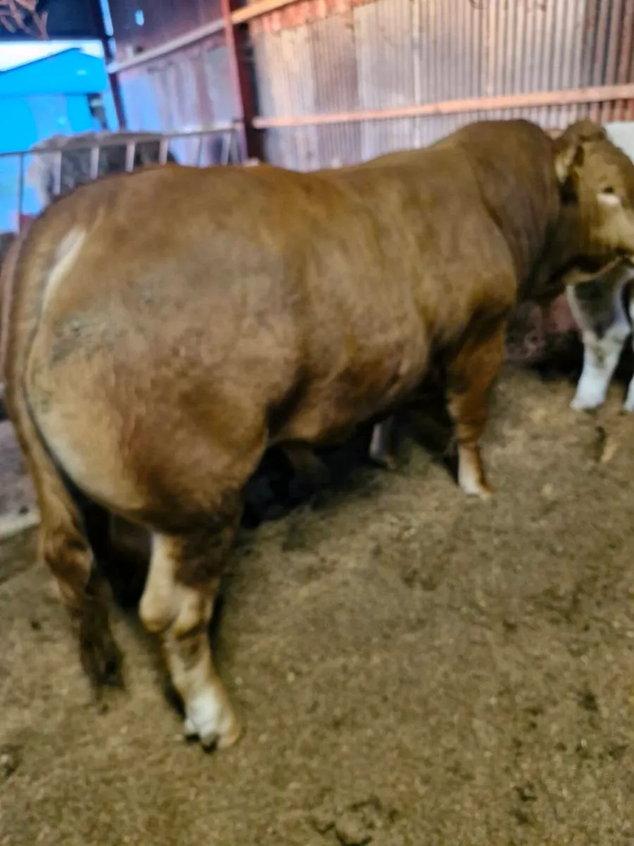 LQQK LQQK FOR SALE SAT 11 APril - Image 2