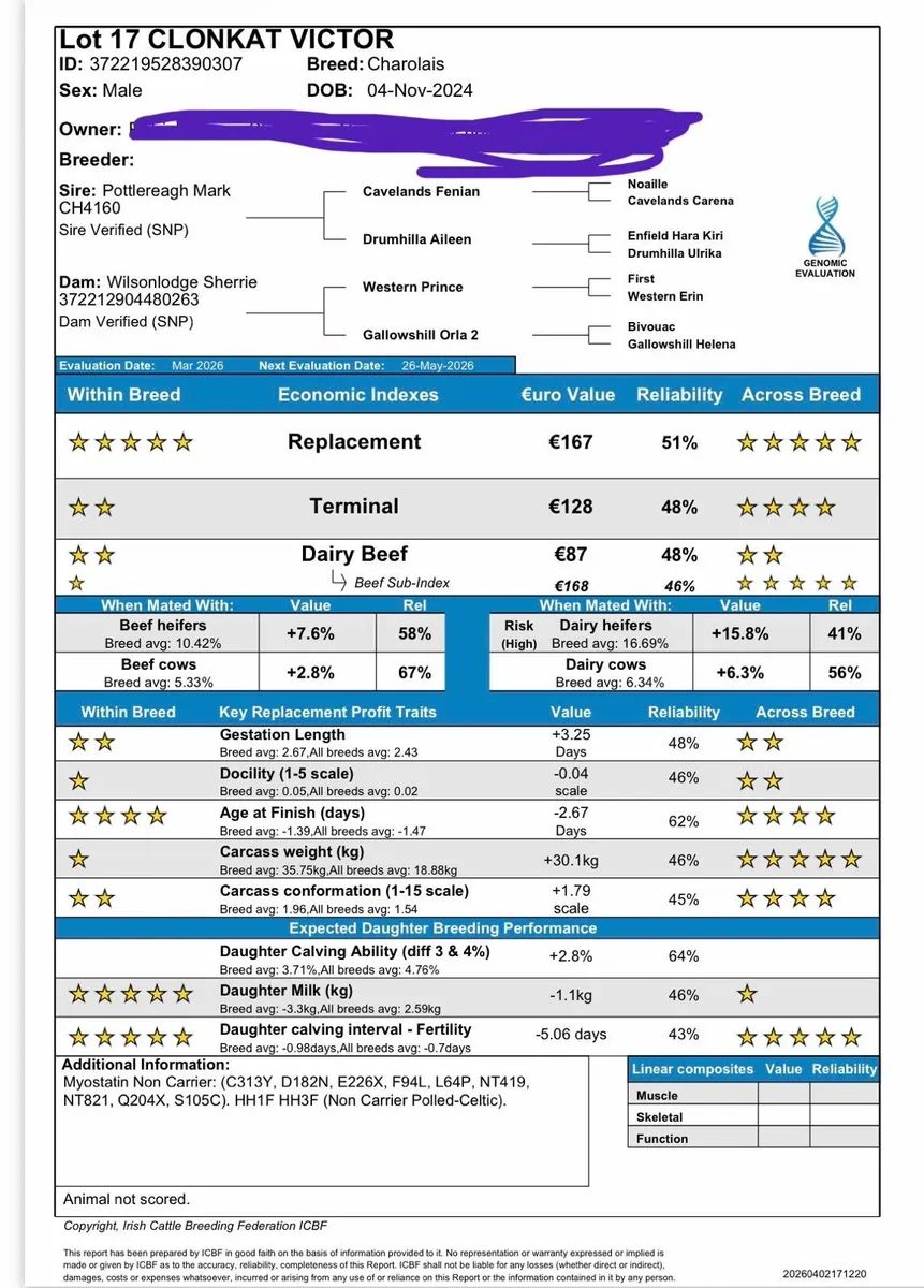 3 Pedigree Charolais Bulls - Image 4