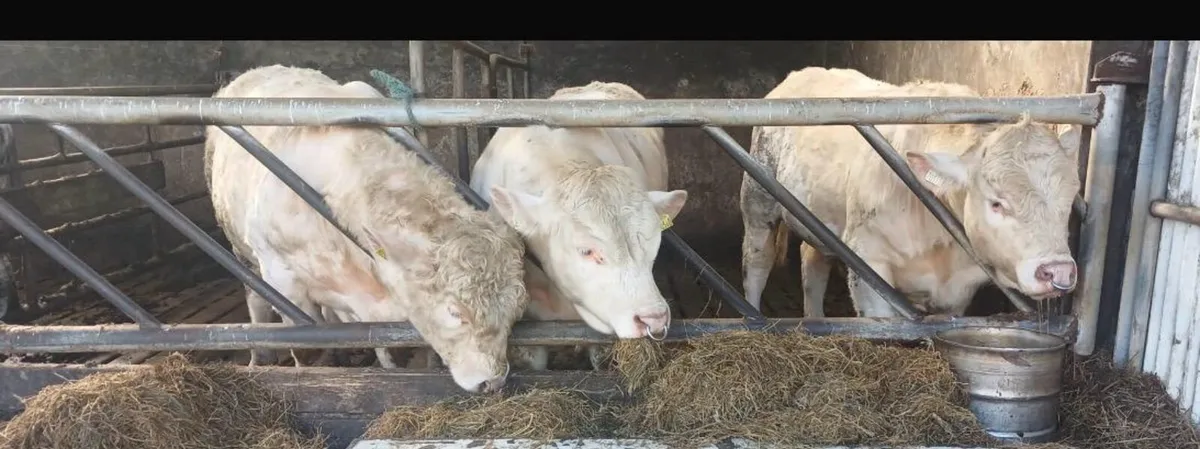 3 Pedigree Charolais Bulls - Image 1