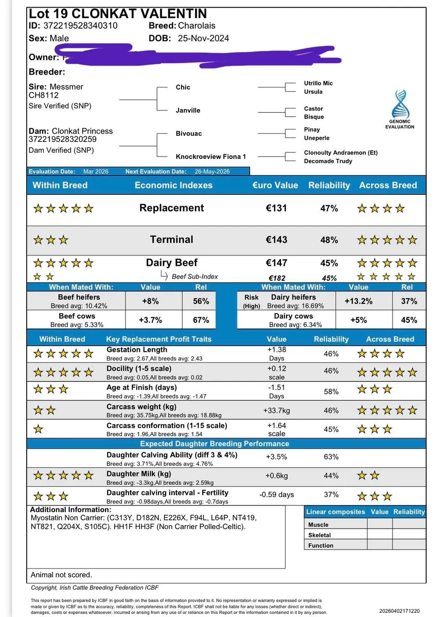 3 Pedigree Charolais Bulls - Image 3