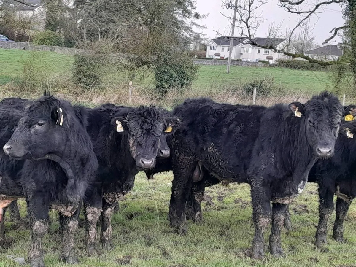 7 Smashing Suckler bred Angus bullocks - Image 1