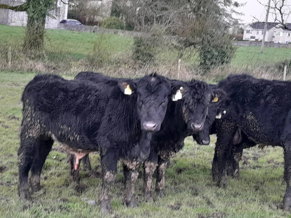 7 Smashing Suckler bred Angus bullocks - Image 2