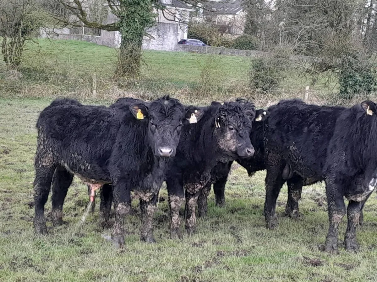 7 Smashing Suckler bred Angus bullocks - Image 3