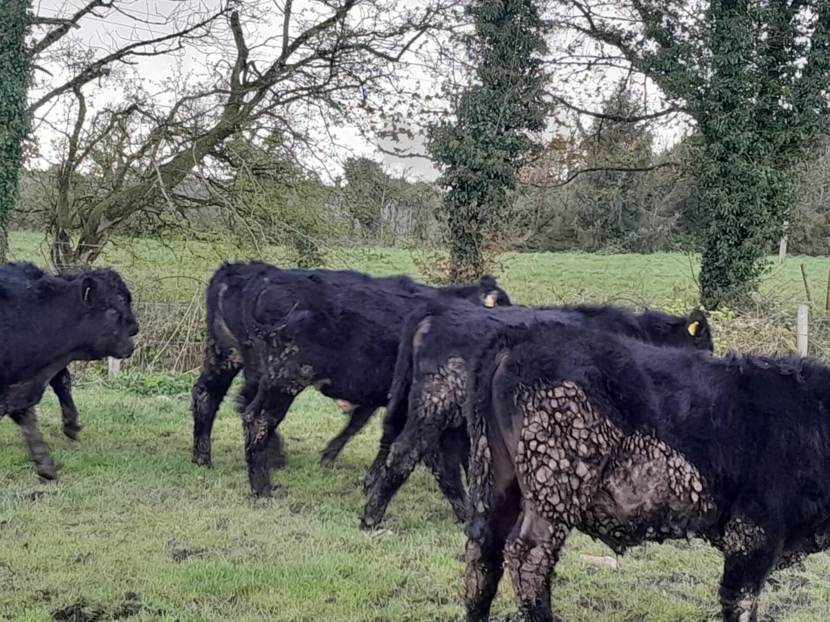 7 Smashing Suckler bred Angus bullocks - Image 4