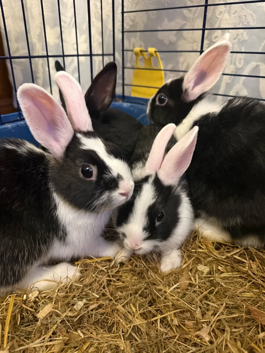 Rabbits - Image 1