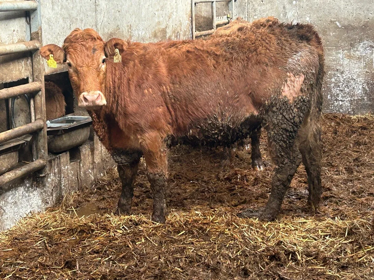 2 limousine incalf heifers - Image 2