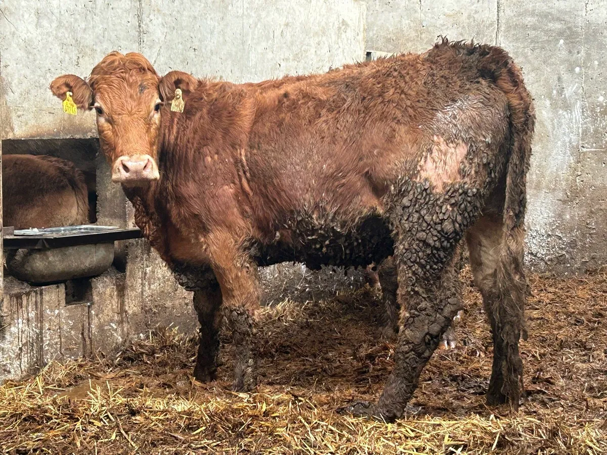 2 limousine incalf heifers - Image 3