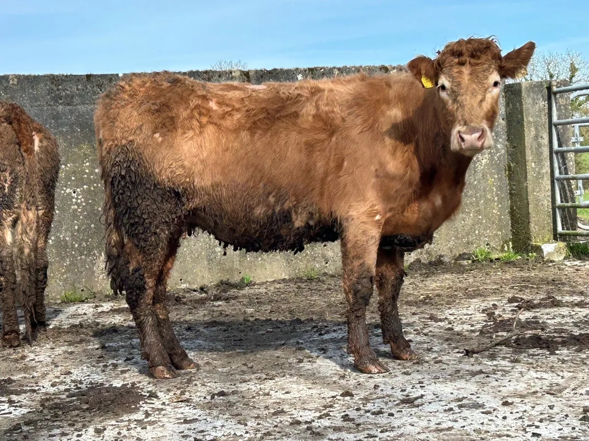 2 limousine incalf heifers - Image 1