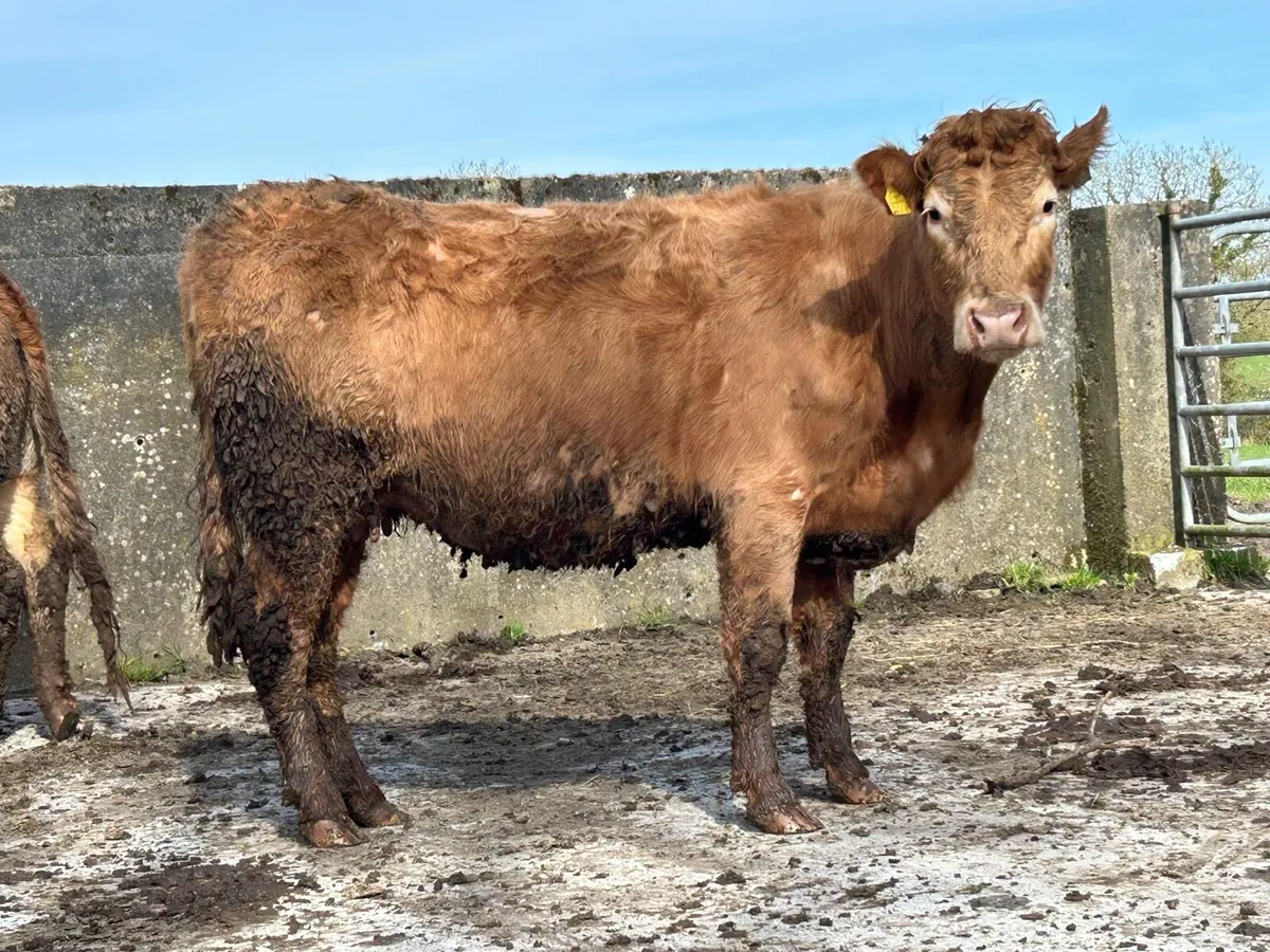 2 limousine incalf heifers - Image 4