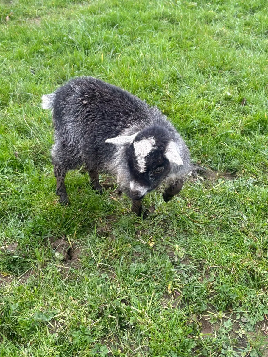 Pygmy goats - Image 1