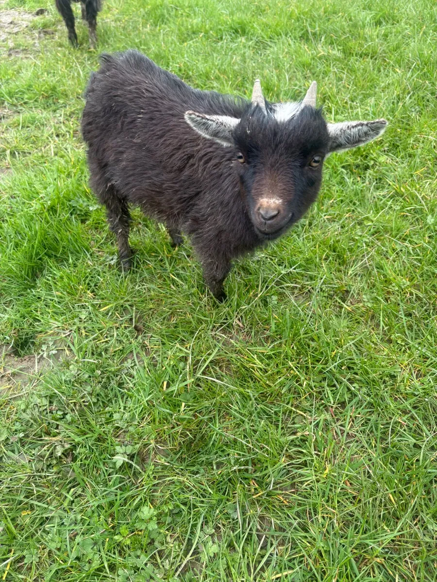 Pygmy goats - Image 2
