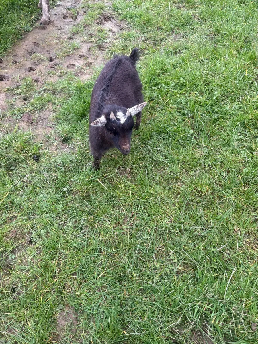 Pygmy goats - Image 4
