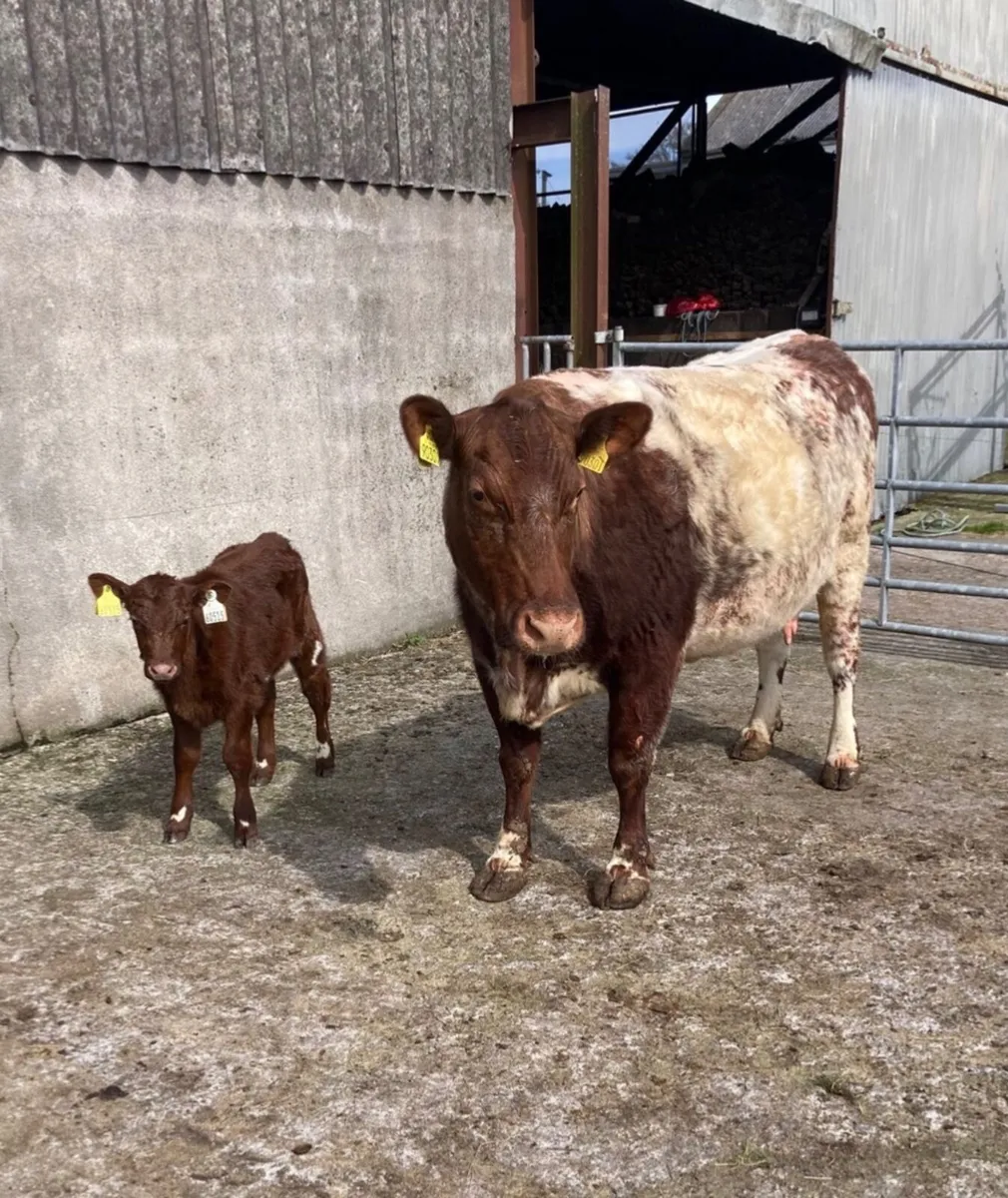 Pedigree Beef Shorthorn Cow & Heifer Calf - Image 2