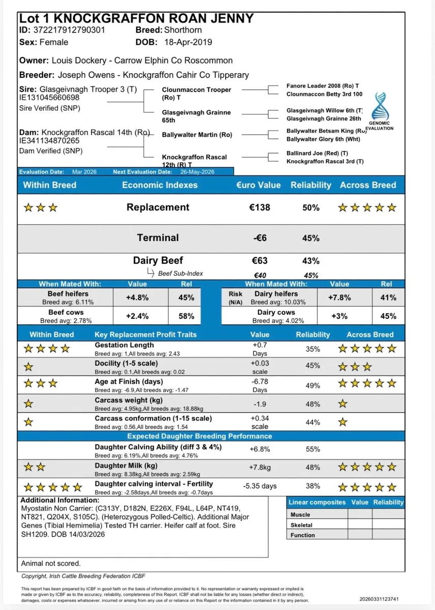 Pedigree Beef Shorthorn Cow & Heifer Calf - Image 3