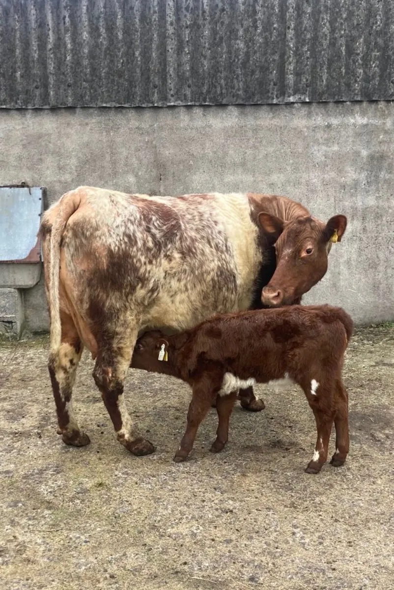 Pedigree Beef Shorthorn Cow & Heifer Calf - Image 4