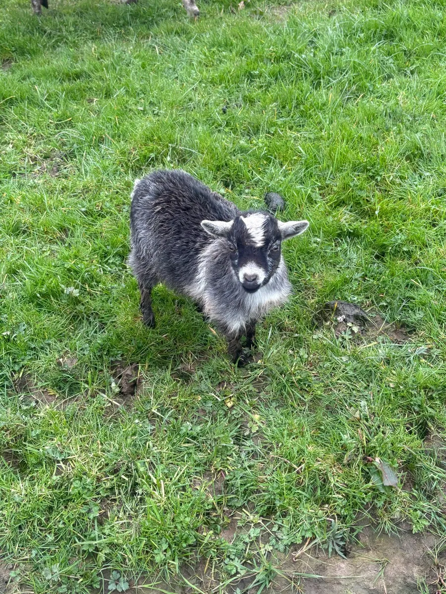 Pygmy goats - Image 3