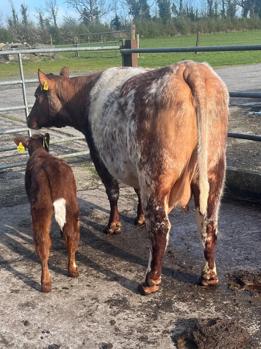 Pedigree Beef Shorthorn Cow & Heifer Calf - Image 1