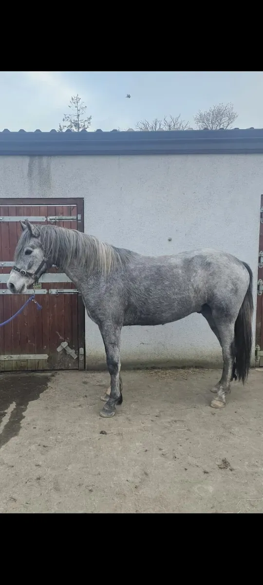 Connemara pony - Image 1