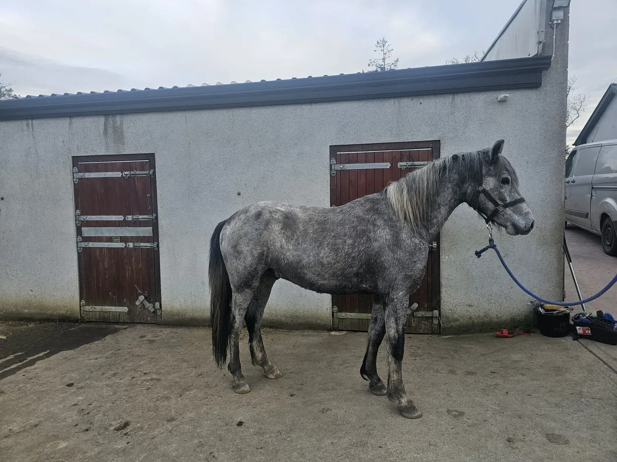 Connemara pony - Image 4