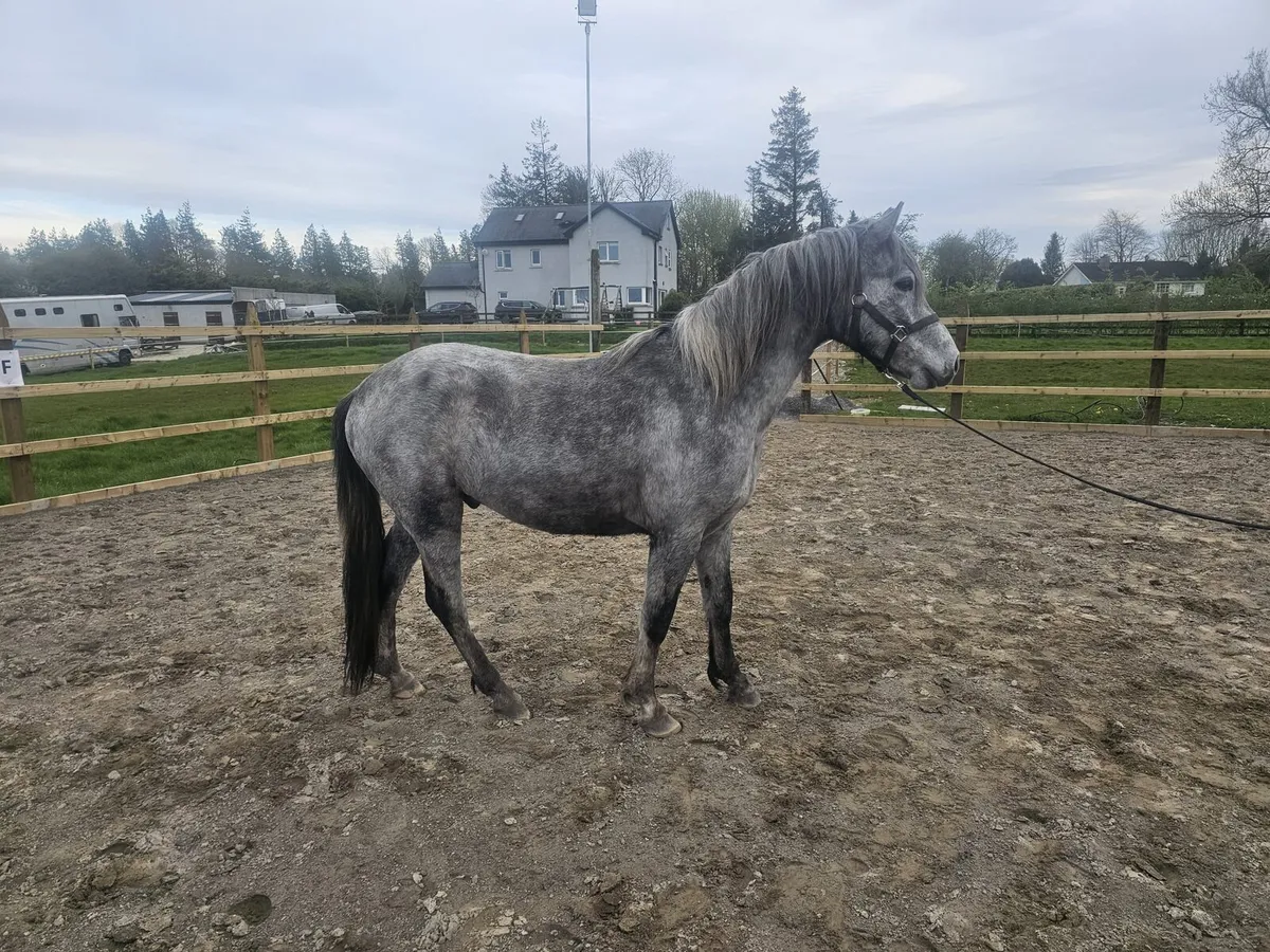 Connemara pony - Image 2