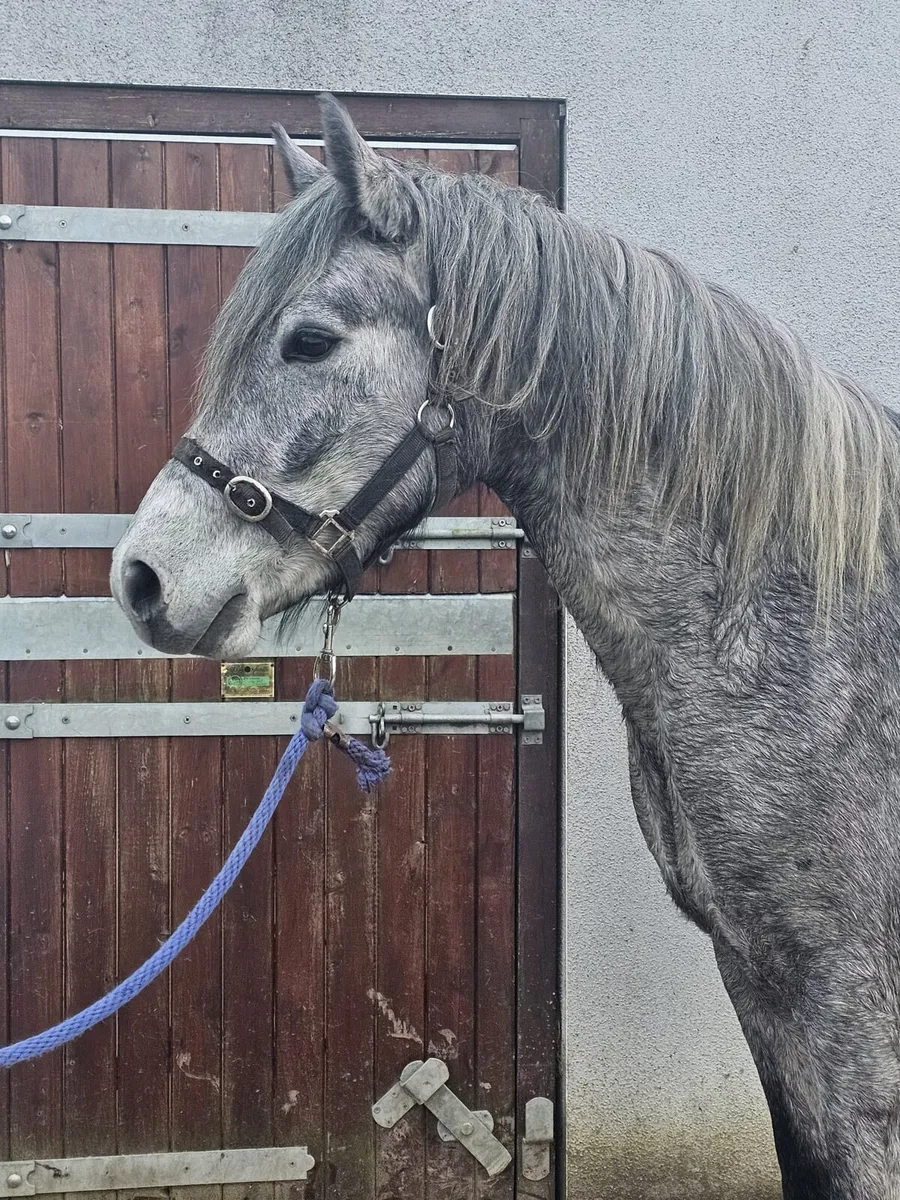 Connemara pony - Image 3