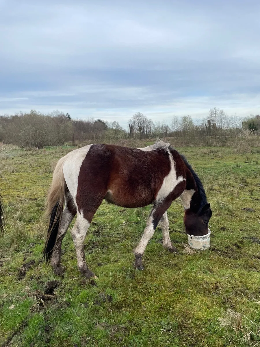 Piebald colt pony - Image 1