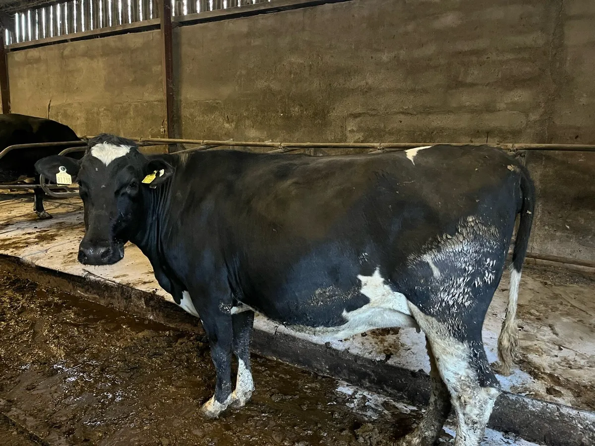Incalf dairy cows and heifers - Image 4