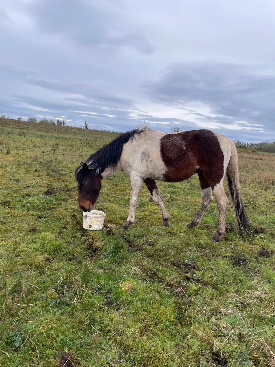 Piebald colt pony - Image 2