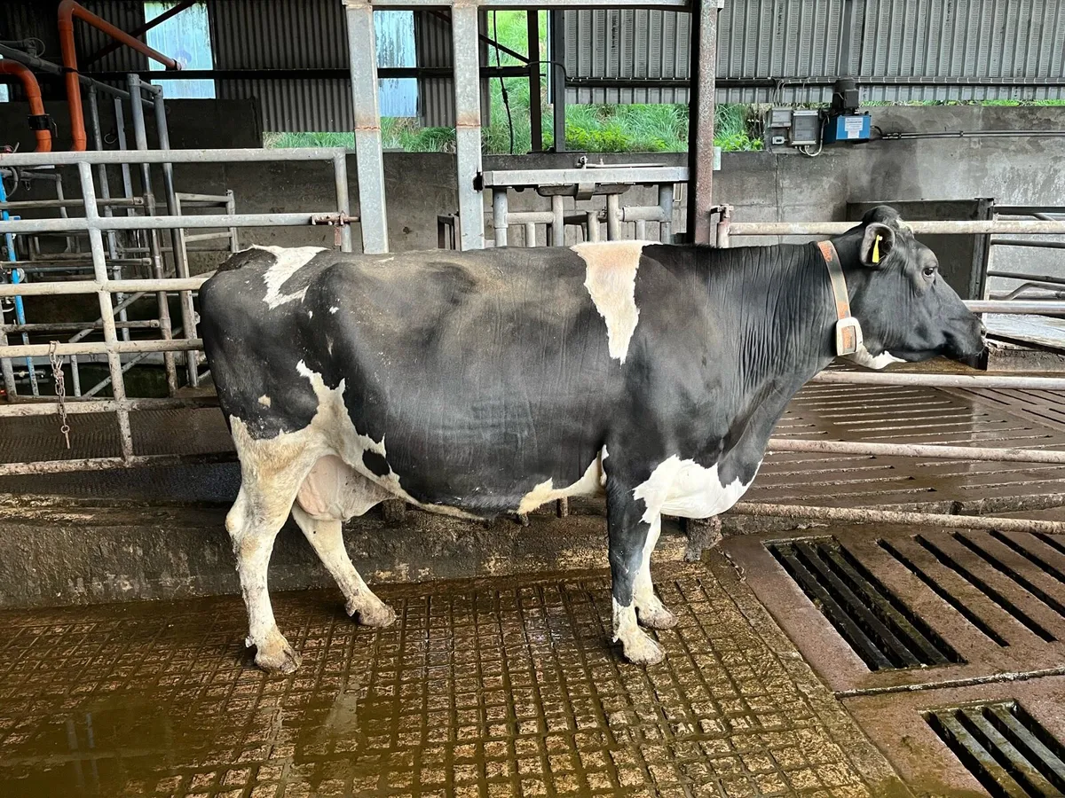 Incalf dairy cows and heifers - Image 1