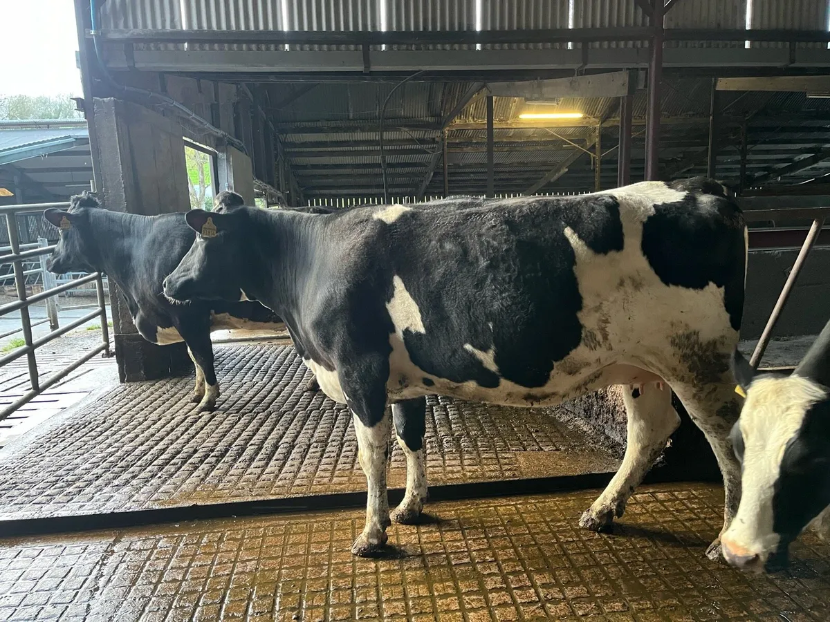 Incalf dairy cows and heifers - Image 2