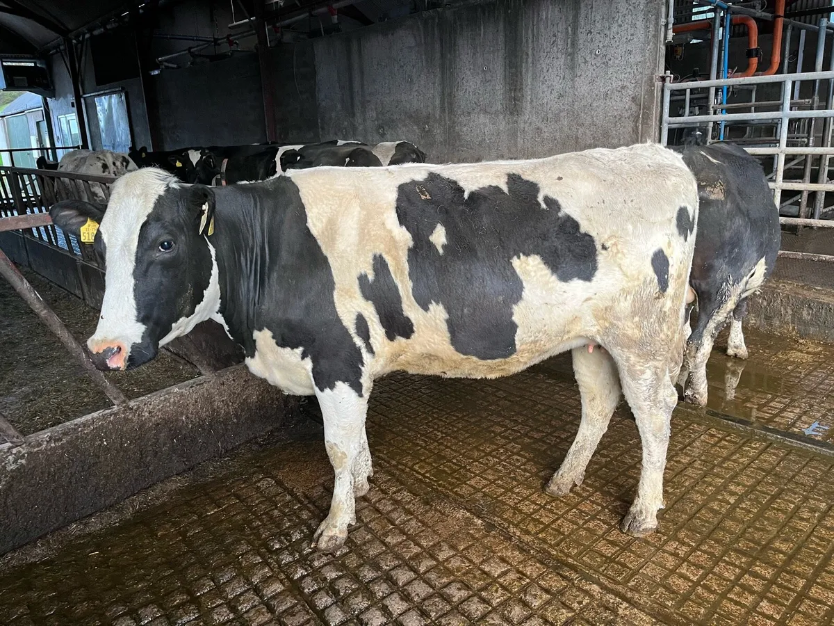 Incalf dairy cows and heifers - Image 3