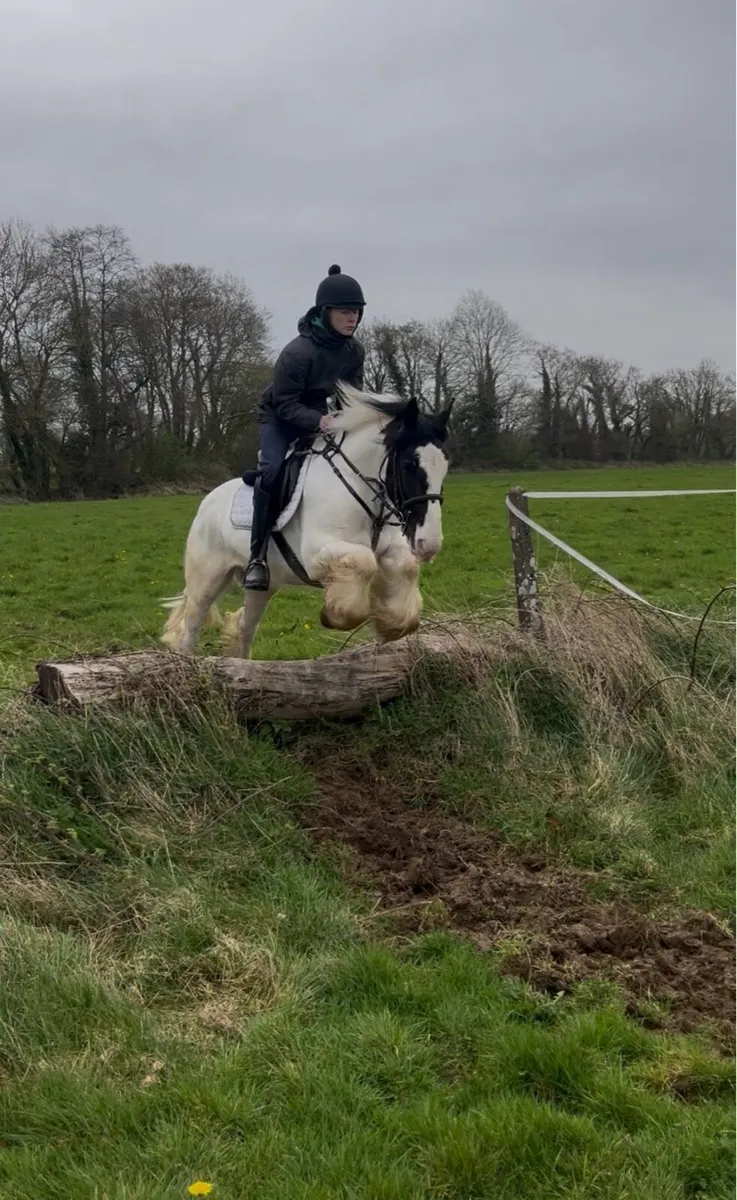 🤩Nugget 15hh 5yr old Irish cob🤩 - Image 1