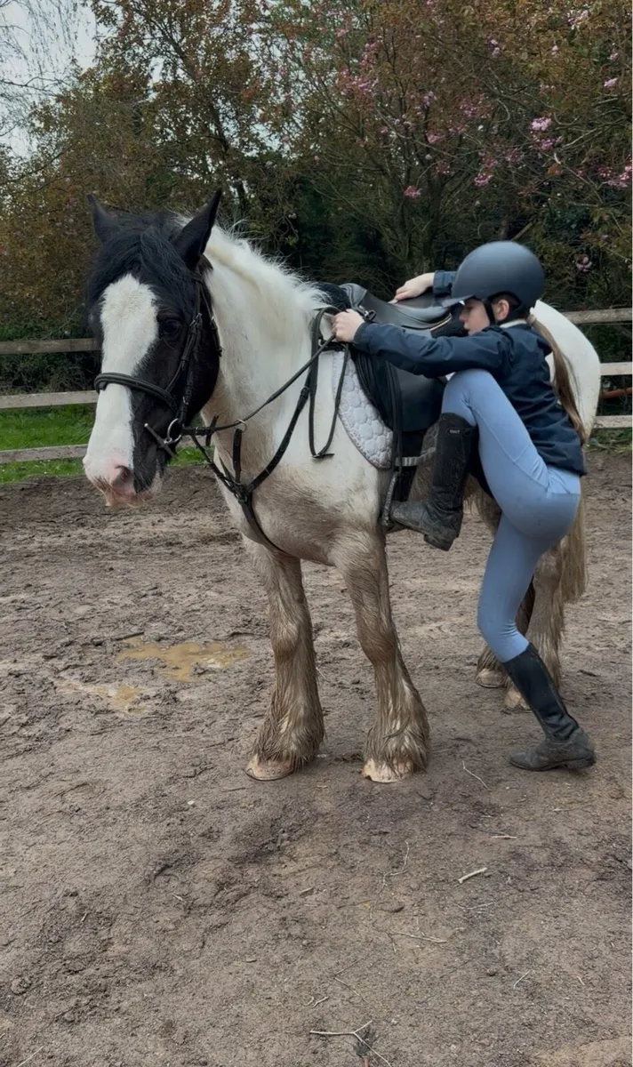 🤩Nugget 15hh 5yr old Irish cob🤩 - Image 3