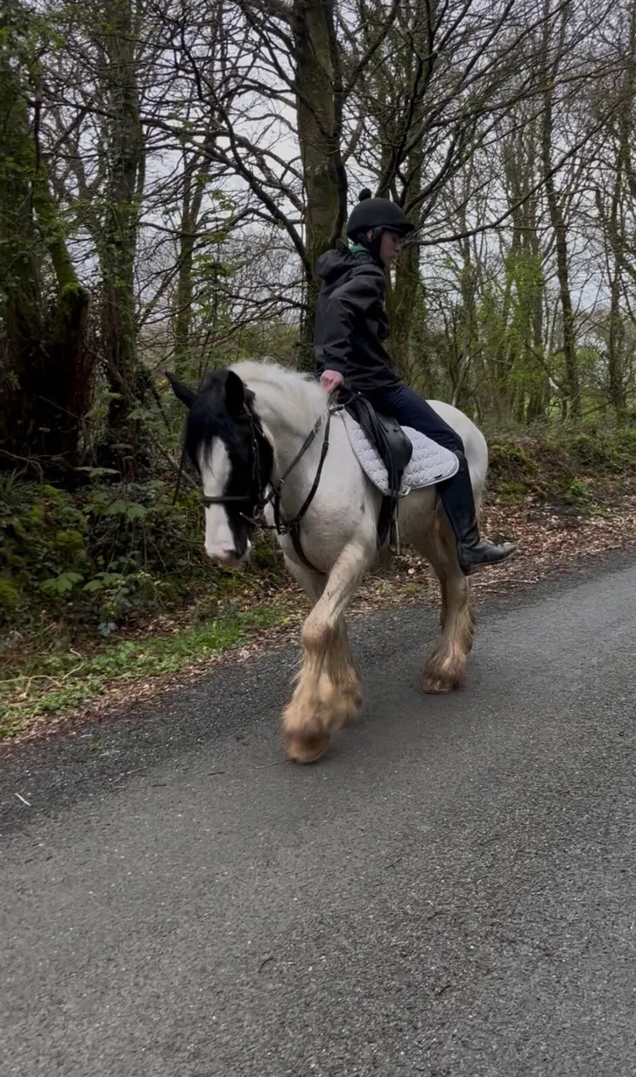 🤩Nugget 15hh 5yr old Irish cob🤩 - Image 2