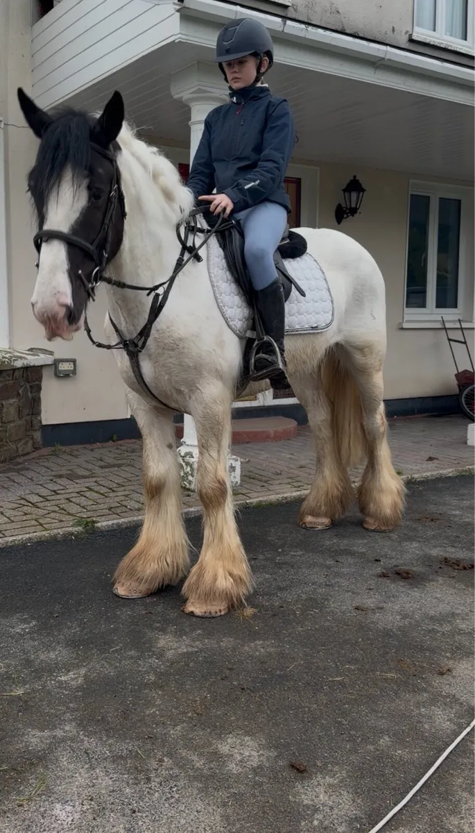 🤩Nugget 15hh 5yr old Irish cob🤩 - Image 4