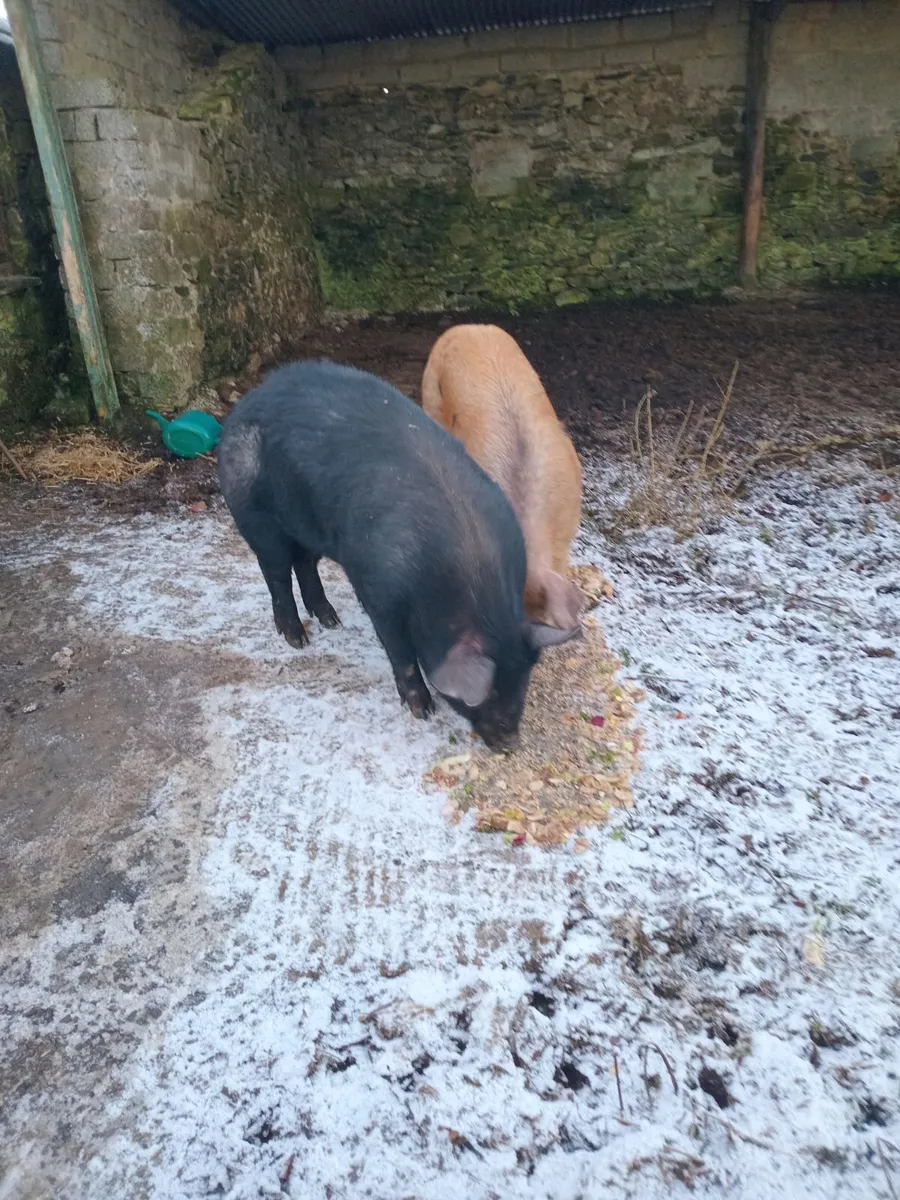 Pigs - Image 2