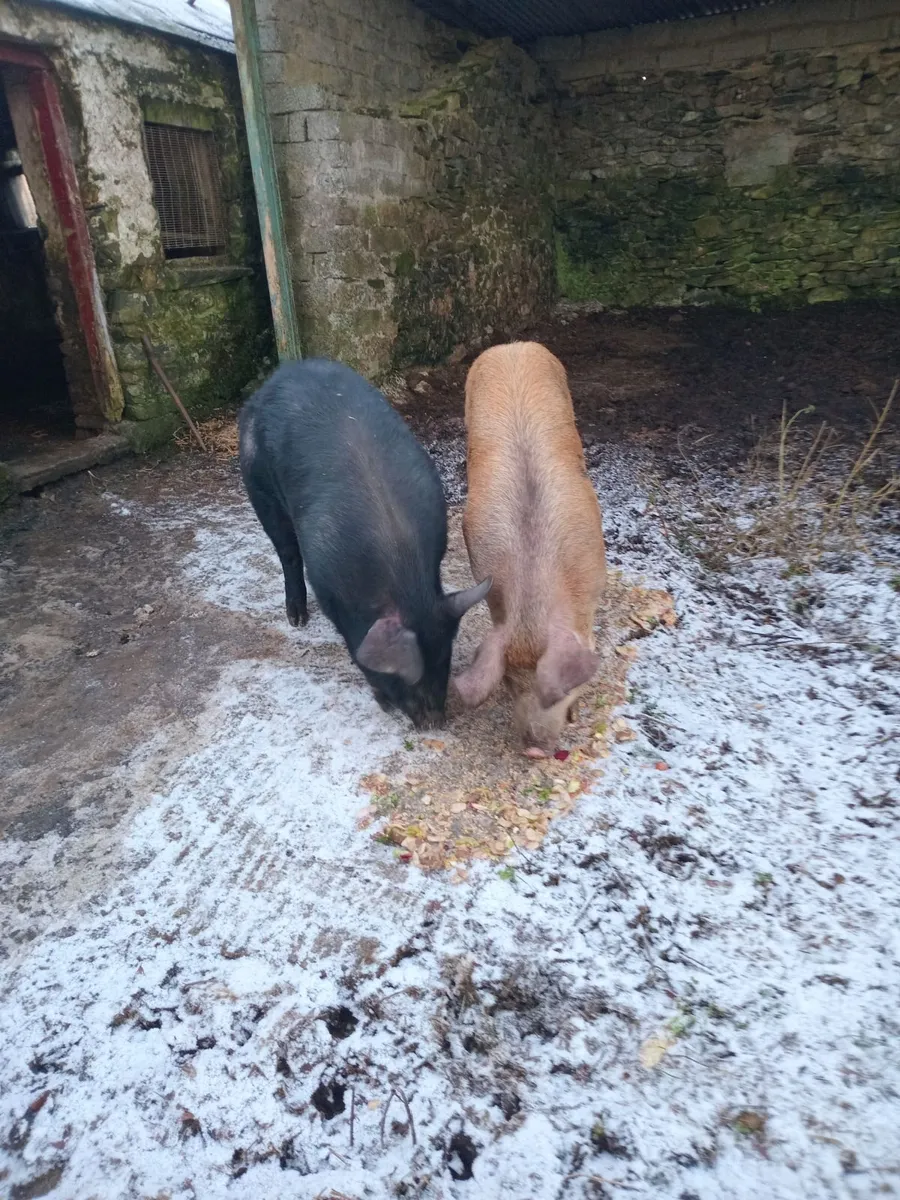 Pigs - Image 1