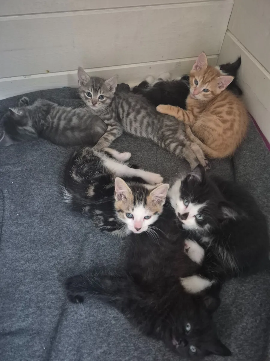 Kittens - Image 2
