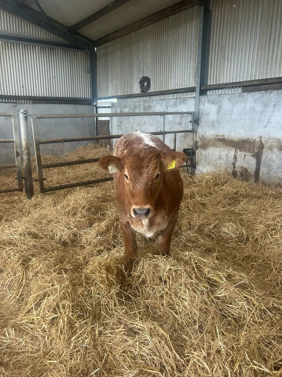 ⭐️ Red roan breeding heifer for Tullamore April 13 - Image 3