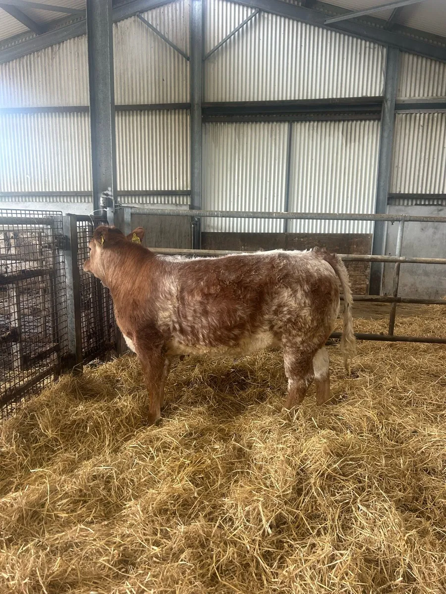 ⭐️ Red roan breeding heifer for Tullamore April 13 - Image 4
