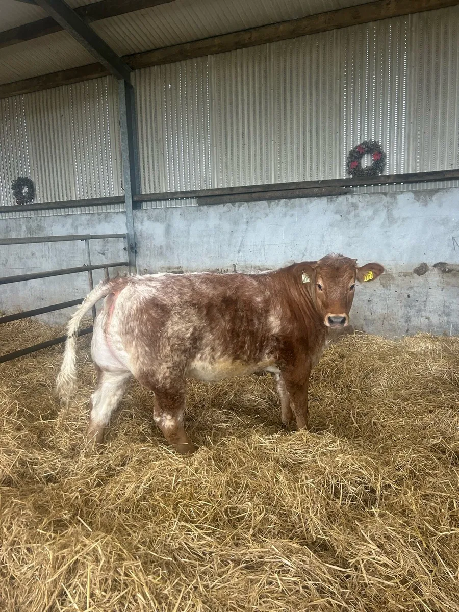 ⭐️ Red roan breeding heifer for Tullamore April 13 - Image 1