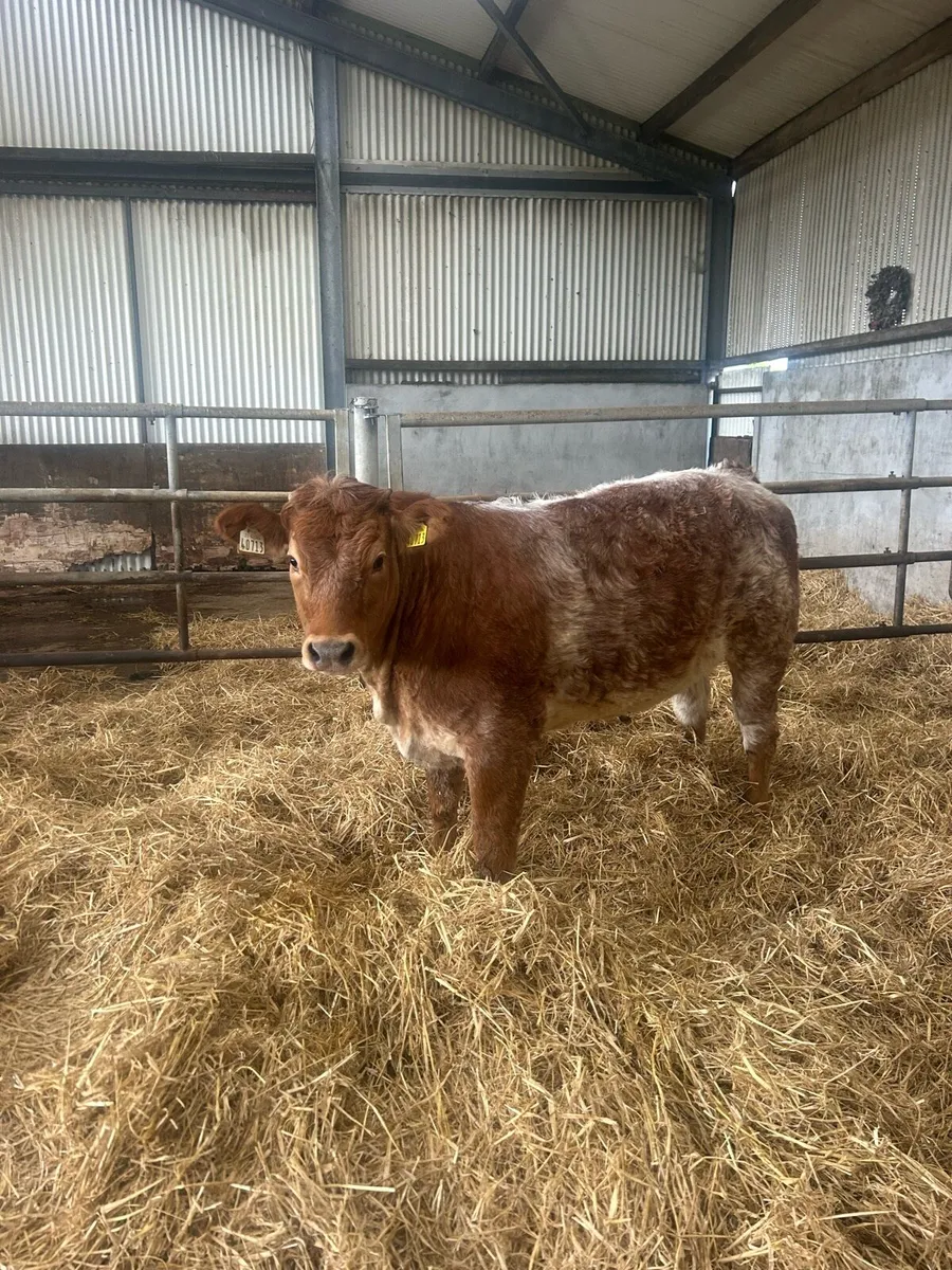 ⭐️ Red roan breeding heifer for Tullamore April 13 - Image 2