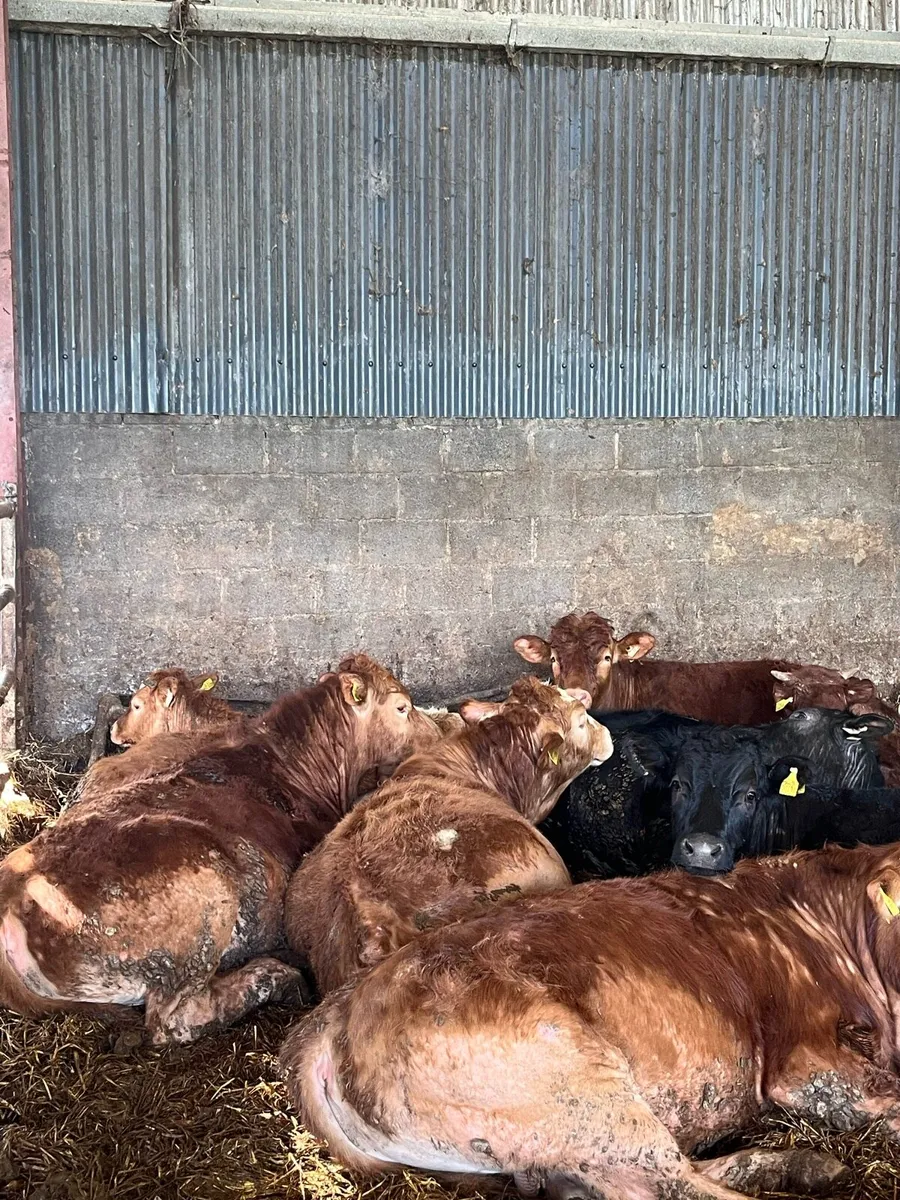 Bullocks and Heifers- Edenderry Mart Saturday 11th - Image 1
