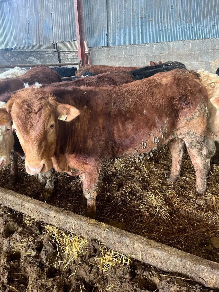 Bullocks and Heifers- Edenderry Mart Saturday 11th - Image 2