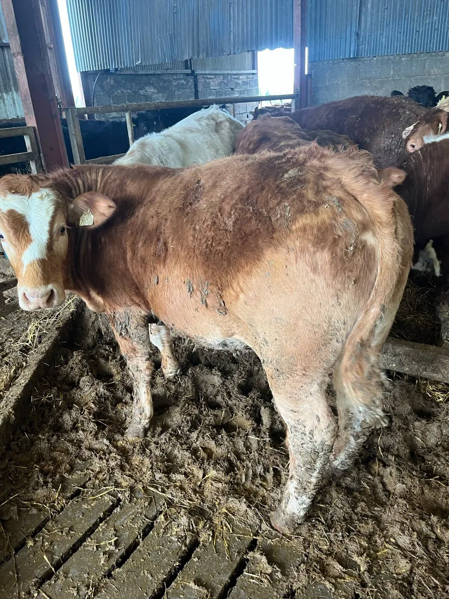 Bullocks and Heifers- Edenderry Mart Saturday 11th - Image 3