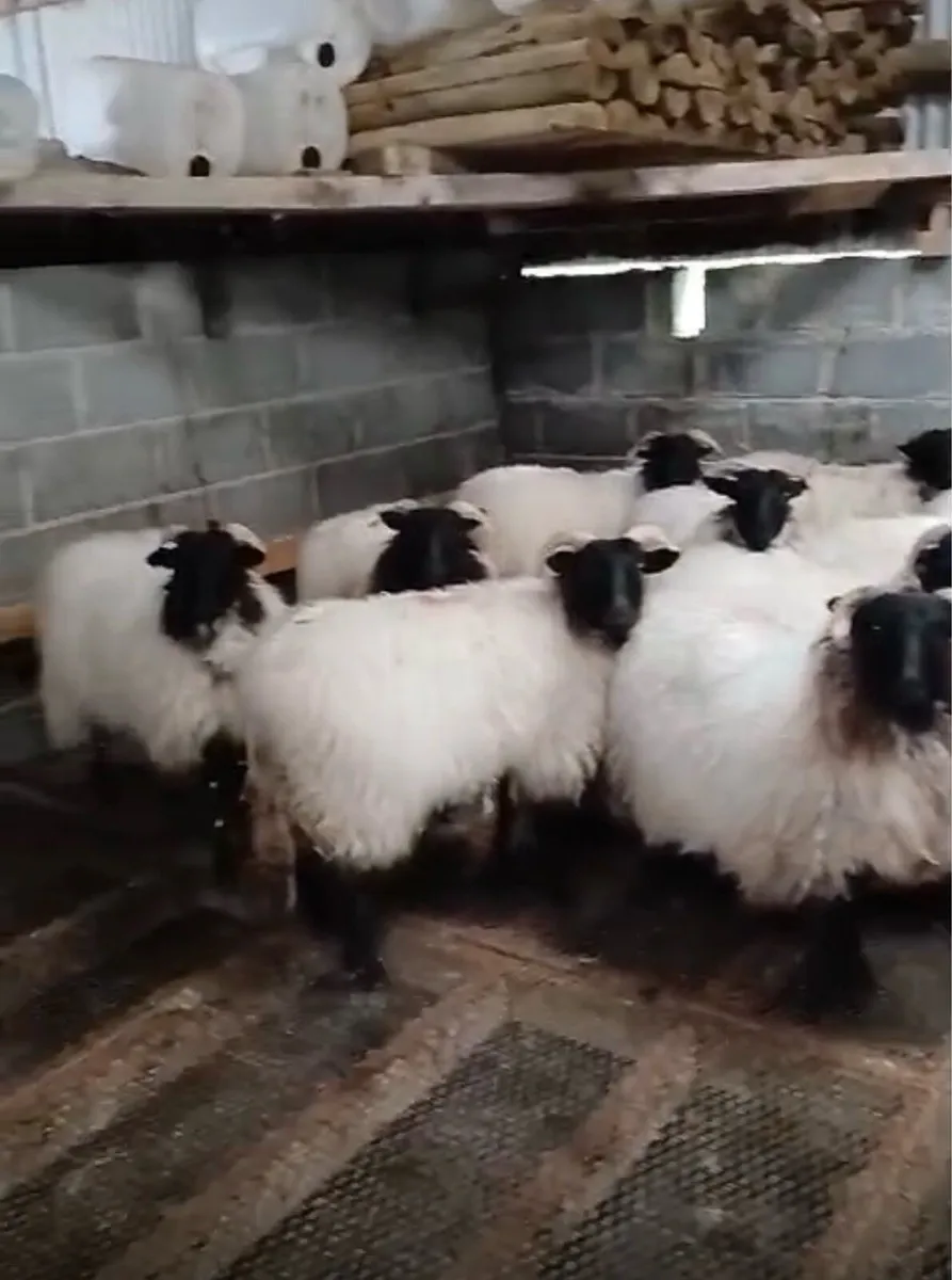 Ewe Hoggets for sale - Image 2