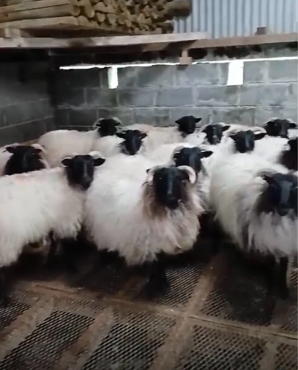 Ewe Hoggets for sale - Image 1