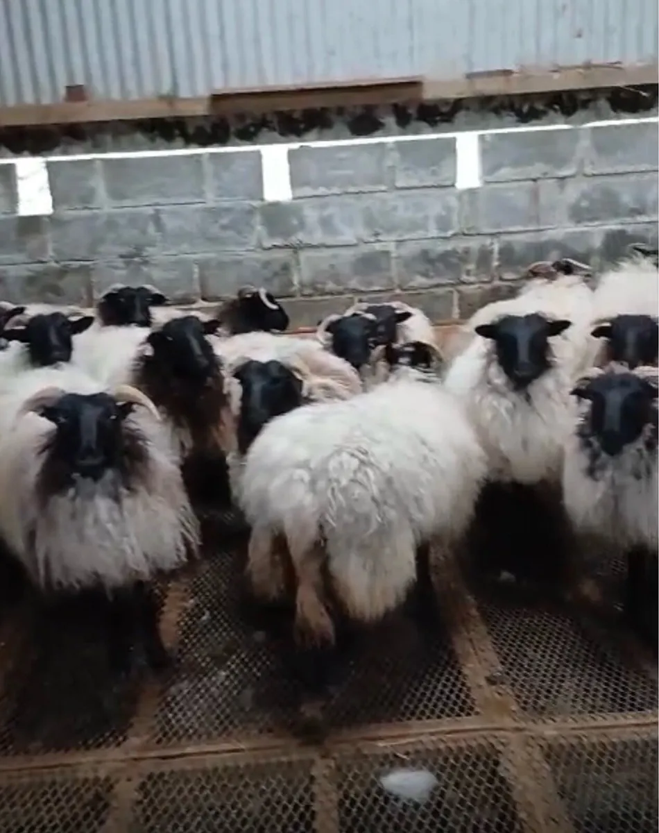 Ewe Hoggets for sale - Image 3