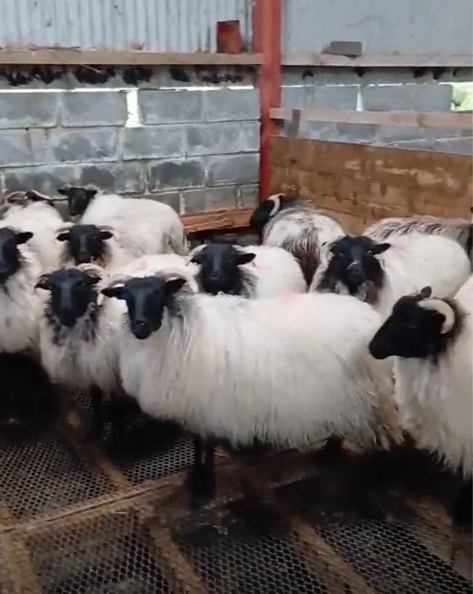 Ewe Hoggets for sale - Image 4