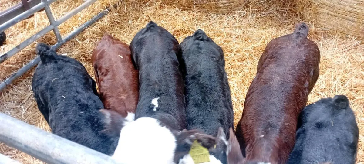 6 Hereford Calves - Image 1
